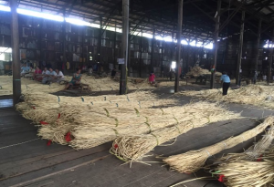 Rattan cane webbing production Step--1,Rattan wholesaler,Rattan cane webbing,Plastic rattan cane webbing, Rattan core, basket weaving rattan core,Rattan chair cane, Rattan peel ,rattan pole,Paper Webbing,Rattan mats,rattan cane for furniture making,rattan cane strips for crafts,rattan peel for weaving,rattan chair cane replacement,rattan peel strips,rattan pole suppliers,natural rattan mats,rattan webbing for chairs,rattan chair back webbing,rattan furniture cane webbing,rattan sheets for furniture