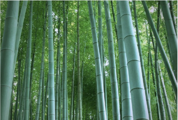 d9c72bf0 f9b9 4e9e be75 f88b28c8a0a7,Rattan wholesaler,Rattan cane webbing,Plastic rattan cane webbing, Rattan core, basket weaving rattan core,Rattan chair cane, Rattan peel ,rattan pole,Paper Webbing,Rattan mats,rattan cane for furniture making,rattan cane strips for crafts,rattan peel for weaving,rattan chair cane replacement,rattan peel strips,rattan pole suppliers,natural rattan mats,rattan webbing for chairs,rattan chair back webbing,rattan furniture cane webbing,rattan sheets for furniture